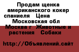 Продам щенка американского кокер спаниеля › Цена ­ 15 000 - Московская обл., Москва г. Животные и растения » Собаки   